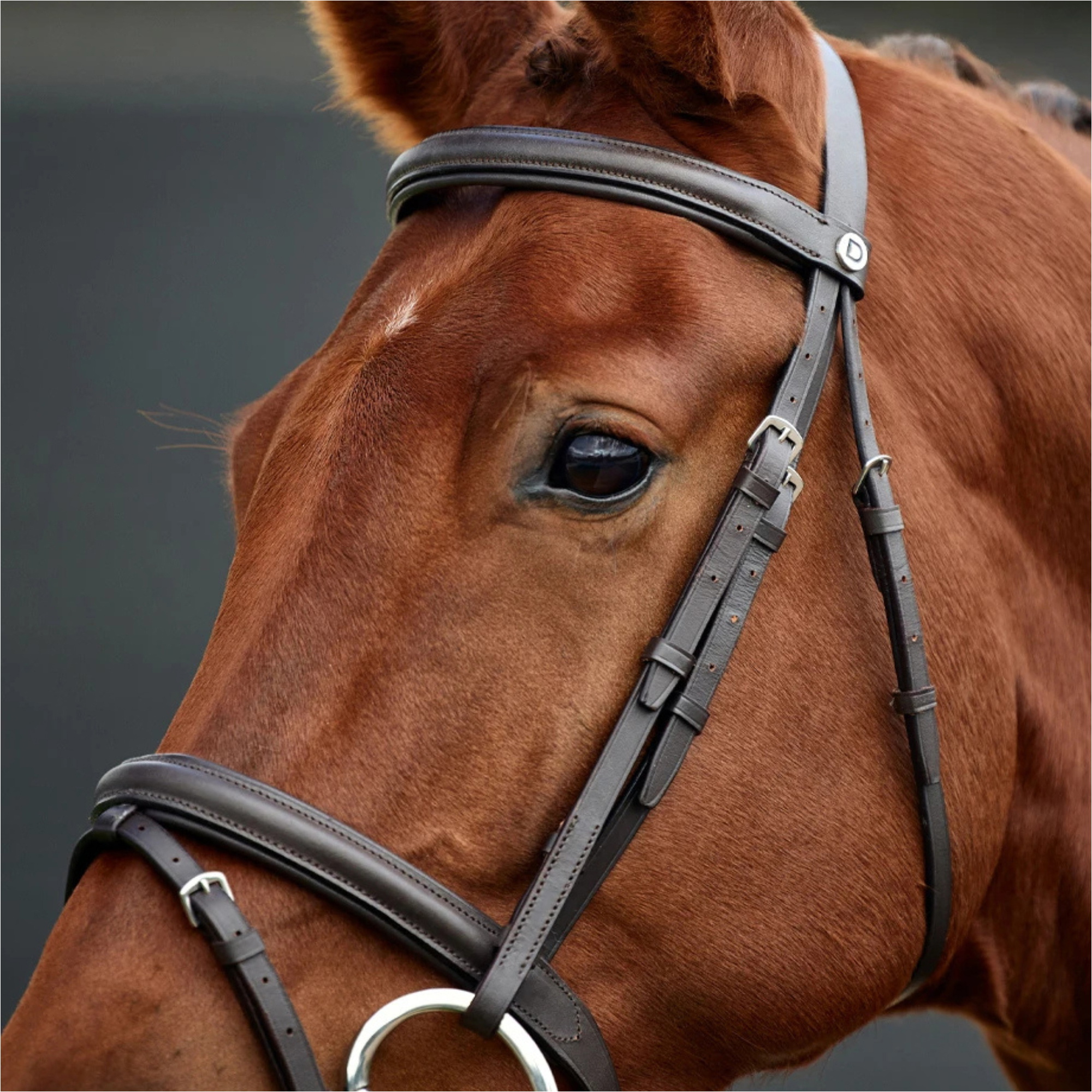 2026 Dublin Bridle Rembourré Flash 1031497 - Brown